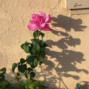 Meet your Posher, Sam